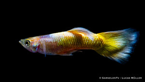 Nahaufnahme von Poecilia reticulata Full Gold