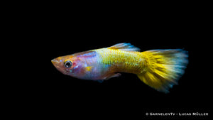 Guppy Full Gold Männchen mit schöner Schwanzflosse