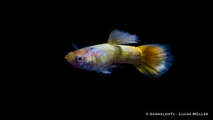 Guppy full gold Männchen - Poecilia reticulata