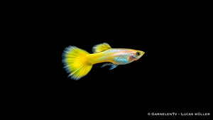 Guppy männlich german yellow - Poecilia reticulata