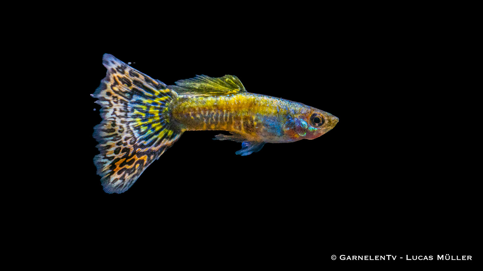 Guppy männlich "Mosaik" schwimmend im Aquarium