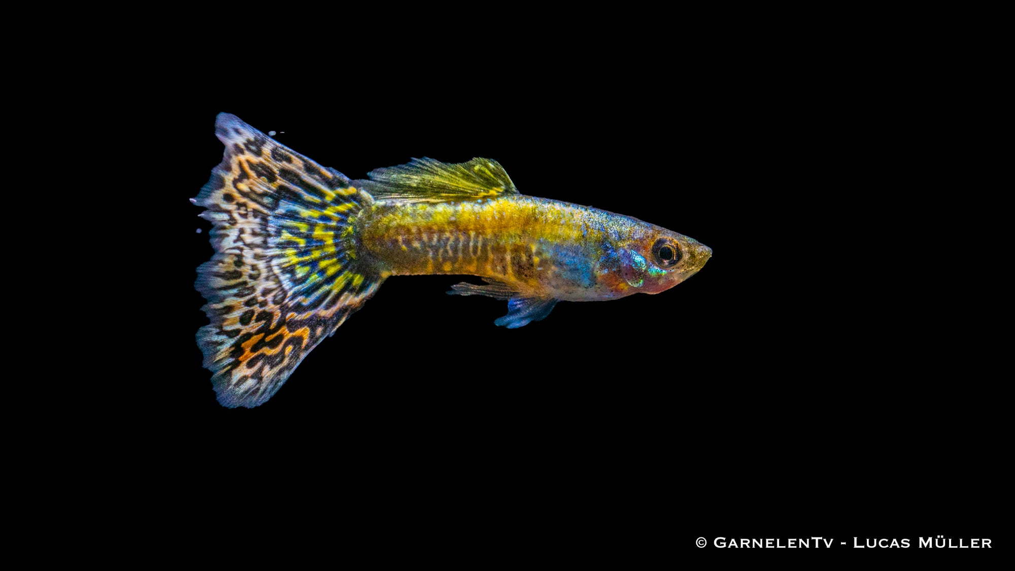 Guppy männlich "Mosaik" schwimmend im Aquarium