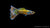 Guppy männlich "Mosaik" schwimmend im Aquarium