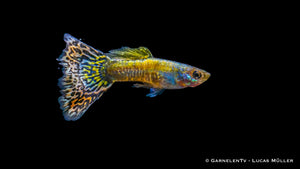 Guppy Mix Schwarm in einem Aquarienbecken