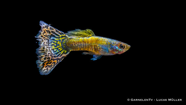 Guppy Mix männlich - Poecilia reticulata