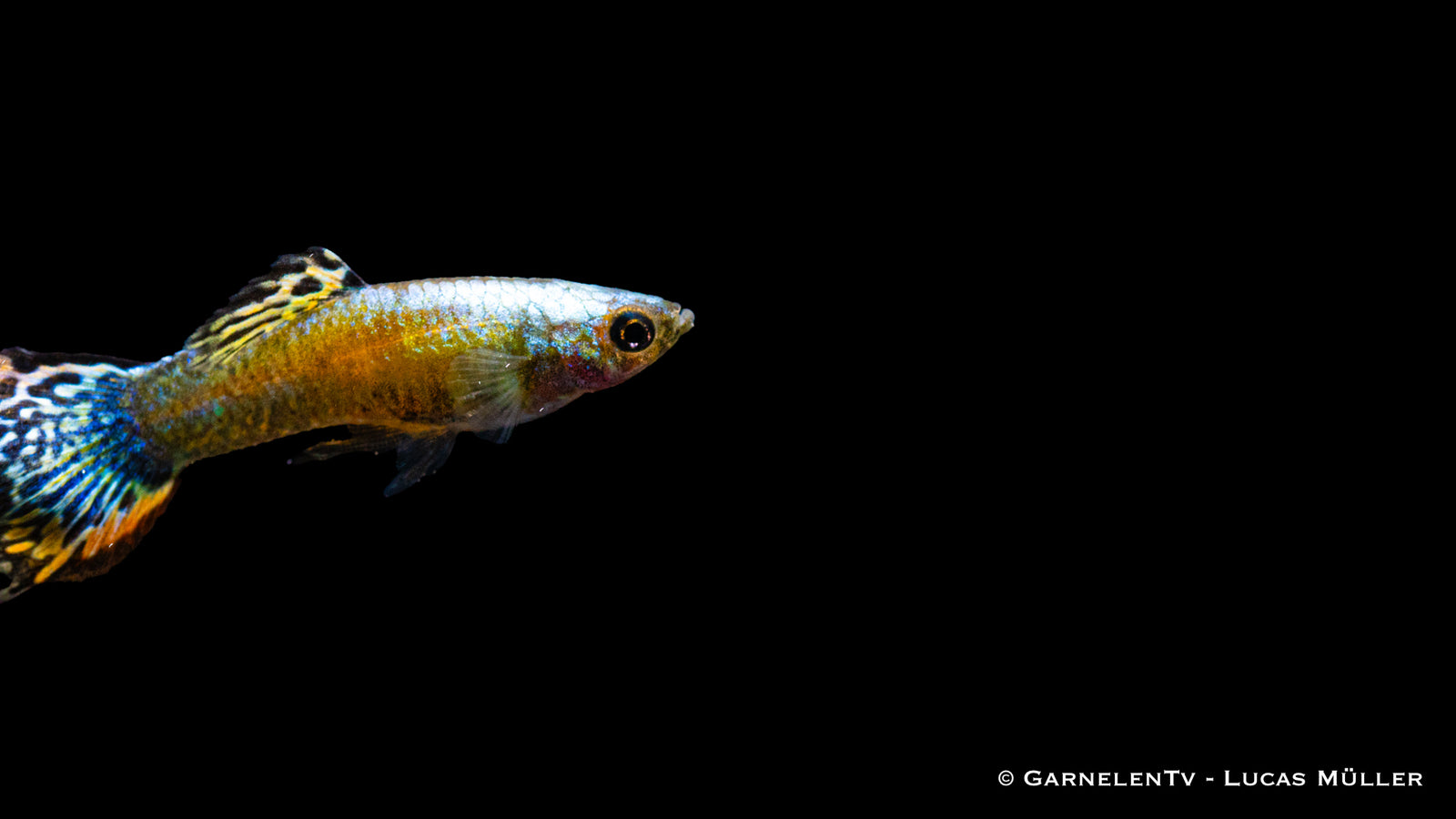 Guppy männlich "Mosaik" schwimmend im Aquarium