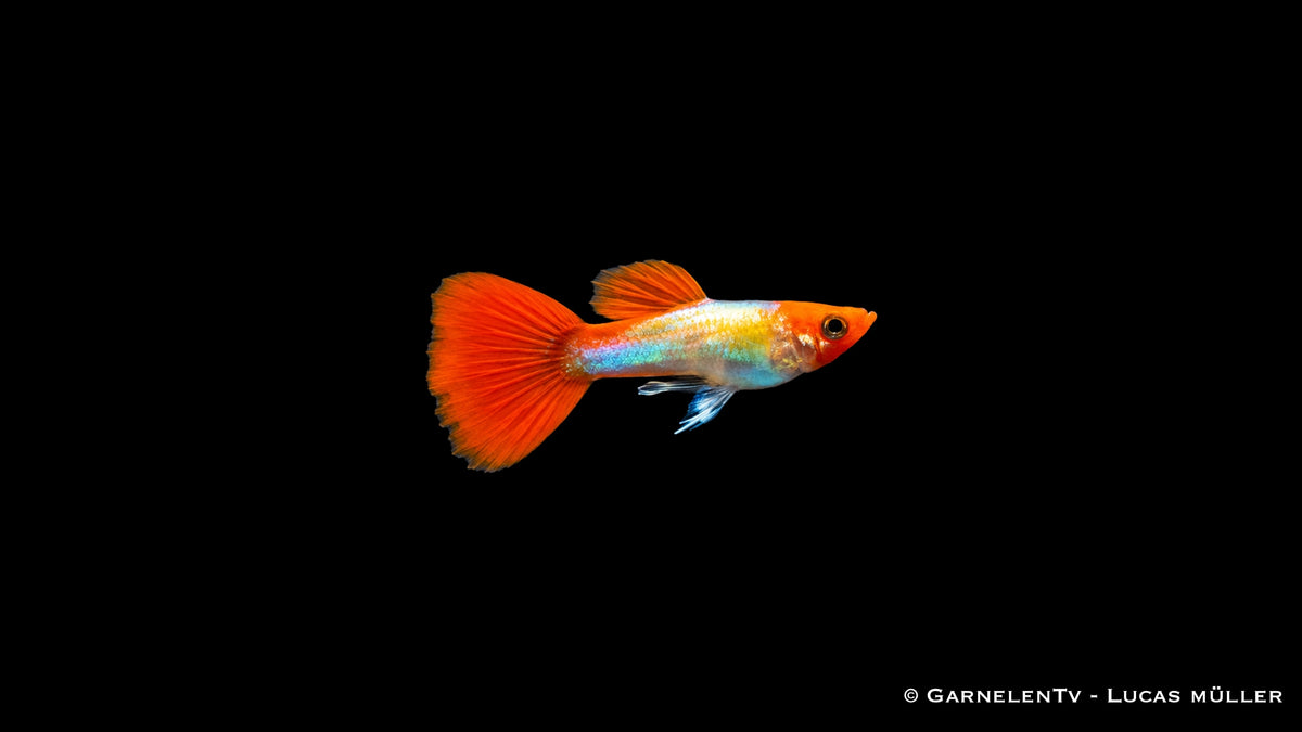 Guppy männlich koi kohaku metallic - Poecilia reticulata