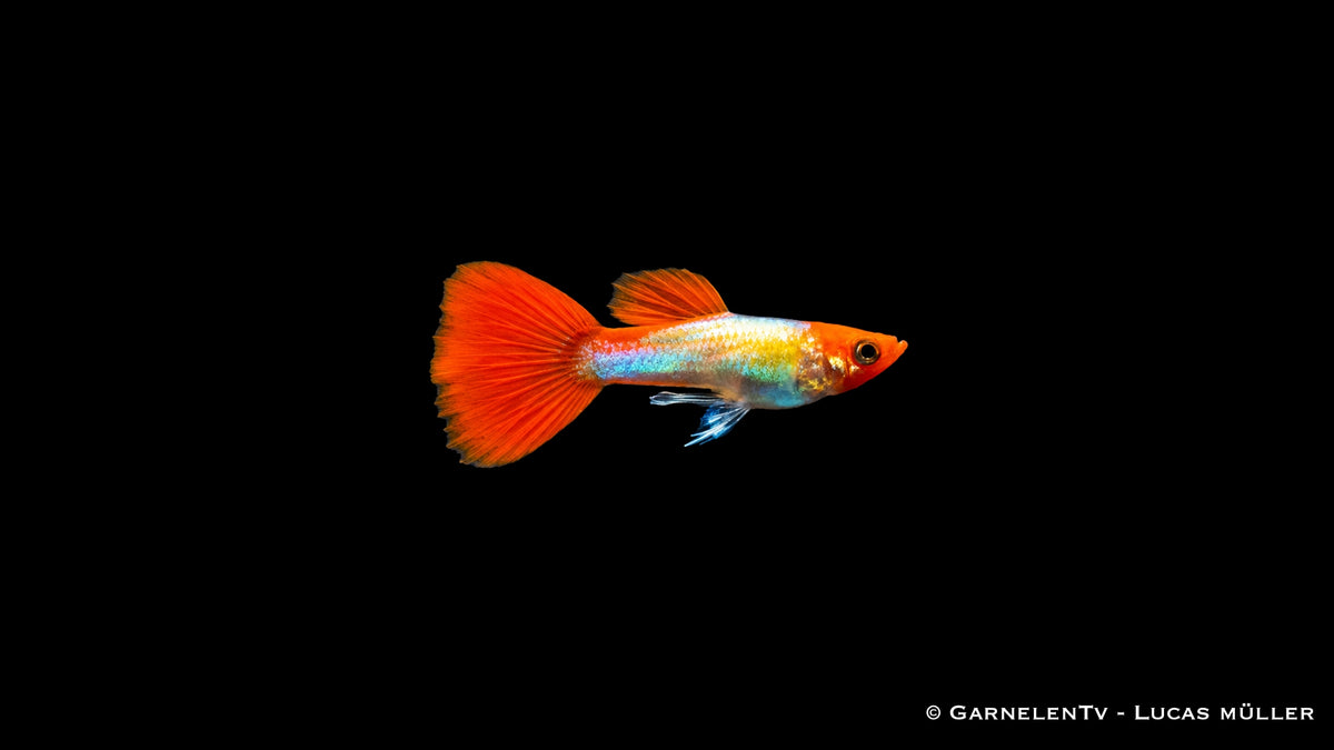 Guppy männlich koi kohaku metallic - Poecilia reticulata