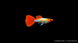 Guppy männlich koi kohaku metallic - Poecilia reticulata