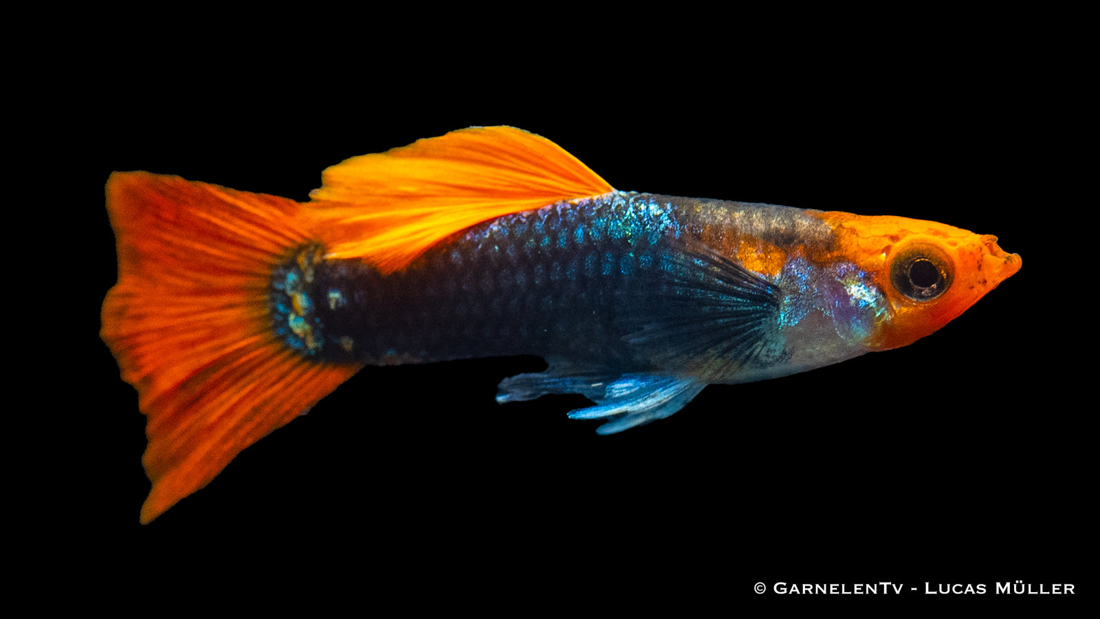 Guppy Männchen "Koi Tuxedo" Poecilia reticulata