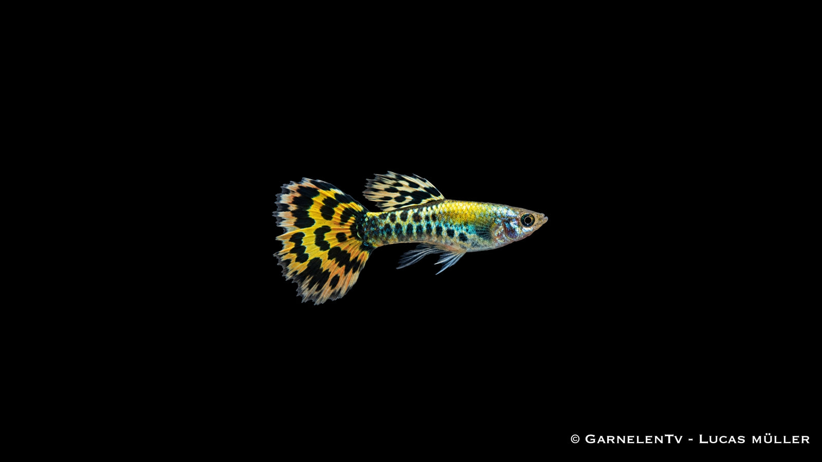 Guppy männlich leopard - Poecilia reticulata
