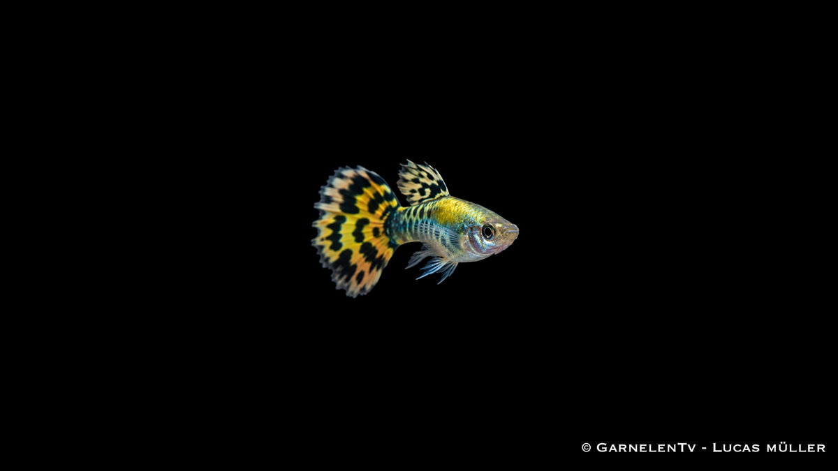 Guppy männlich leopard - Poecilia reticulata