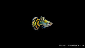 Guppy männlich leopard - Poecilia reticulata