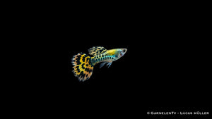 Guppy männlich leopard - Poecilia reticulata