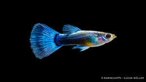 Guppy männlich neon blau - Poecilia reticulata