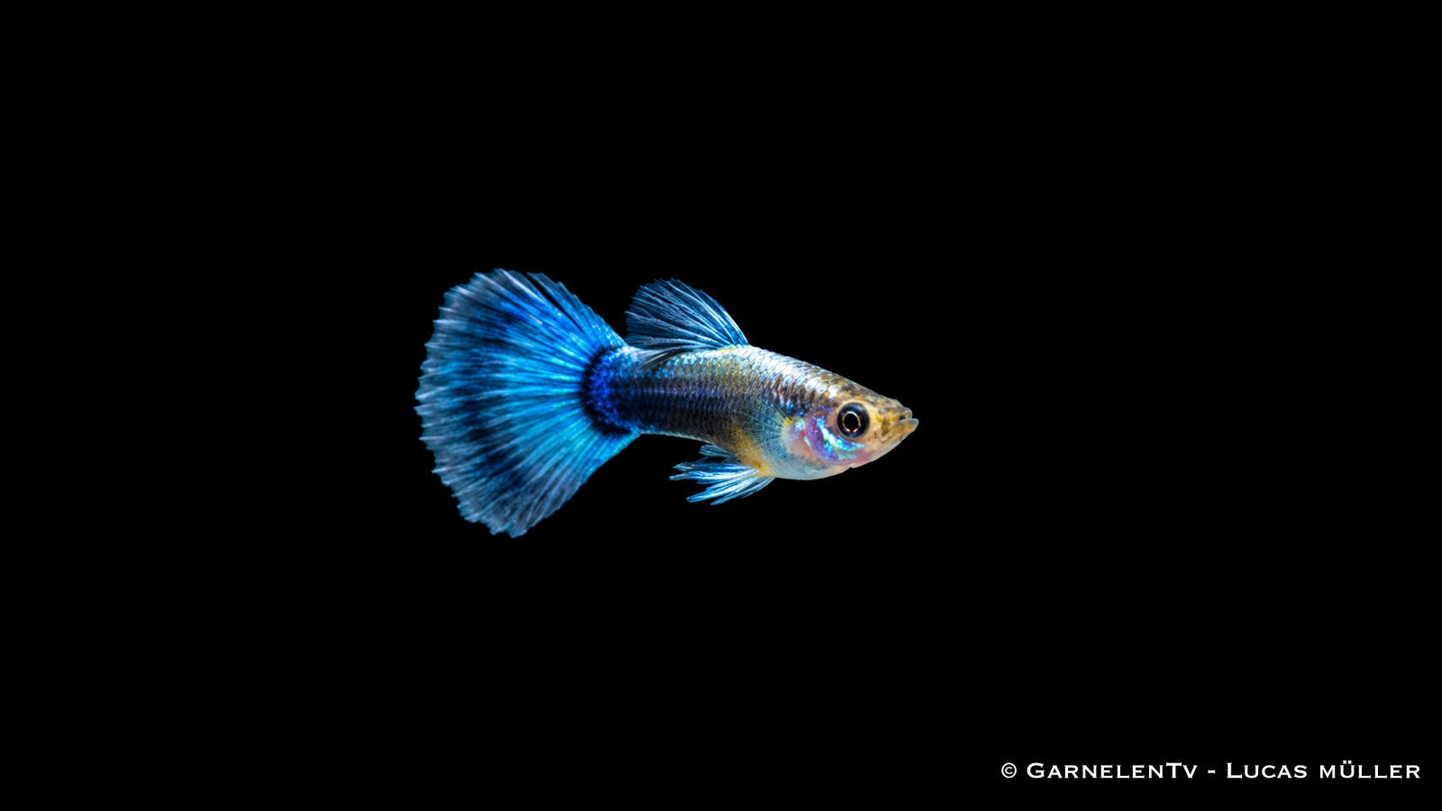Guppy männlich neon blau - Poecilia reticulata