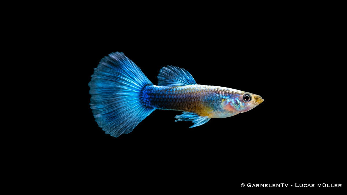 Guppy männlich neon blau - Poecilia reticulata