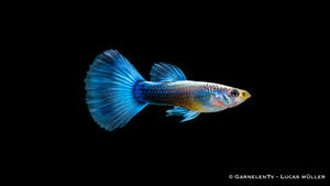 Guppy männlich neon blau - Poecilia reticulata