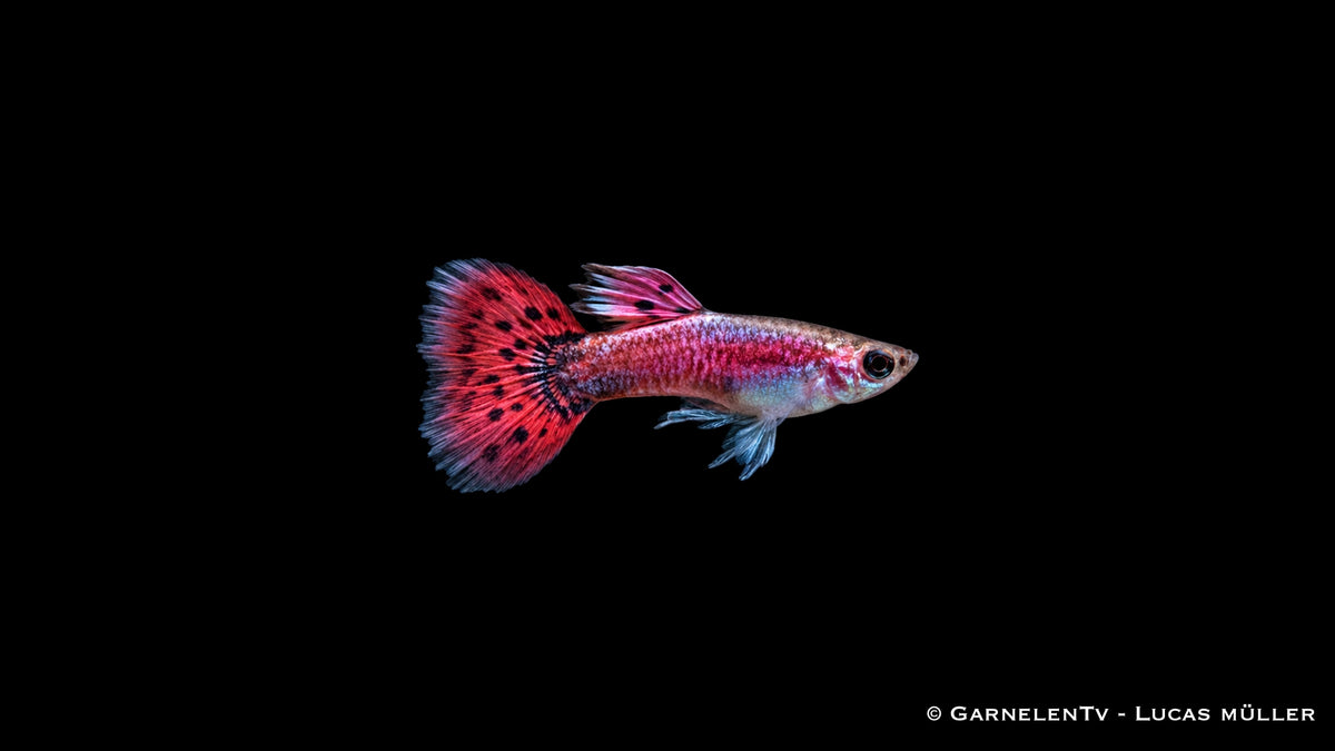 Guppy männlich pink - Poecilia reticulata