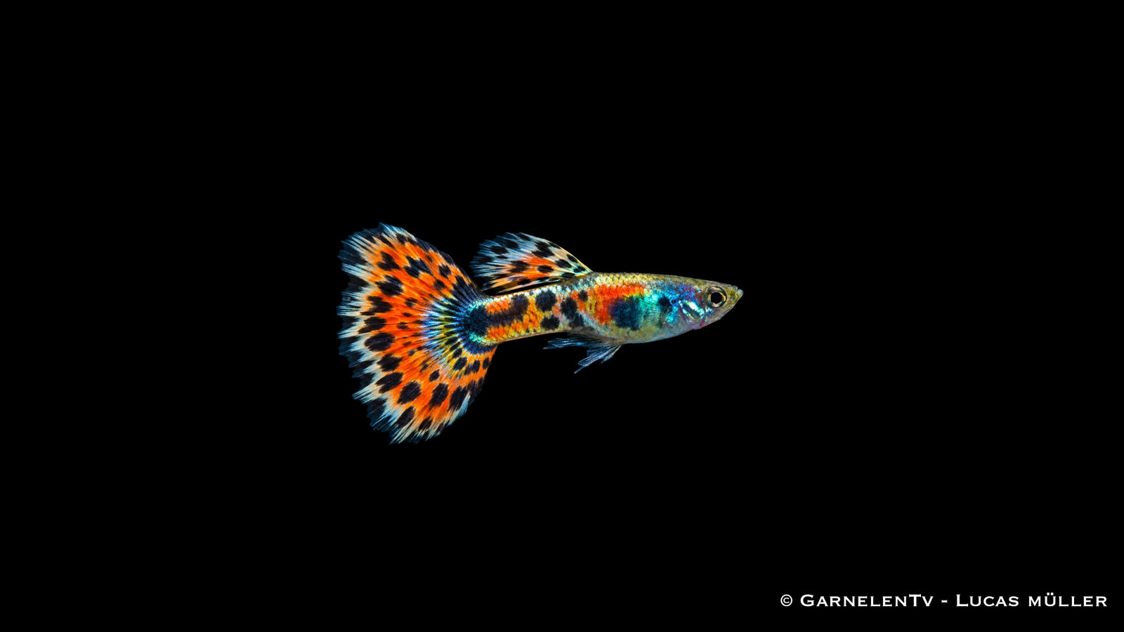 Guppy männchen tricolor  - Poecilia reticulata