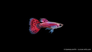 Guppy männlich pink - Poecilia reticulata