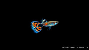 Guppy männchen tricolor  - Poecilia reticulata