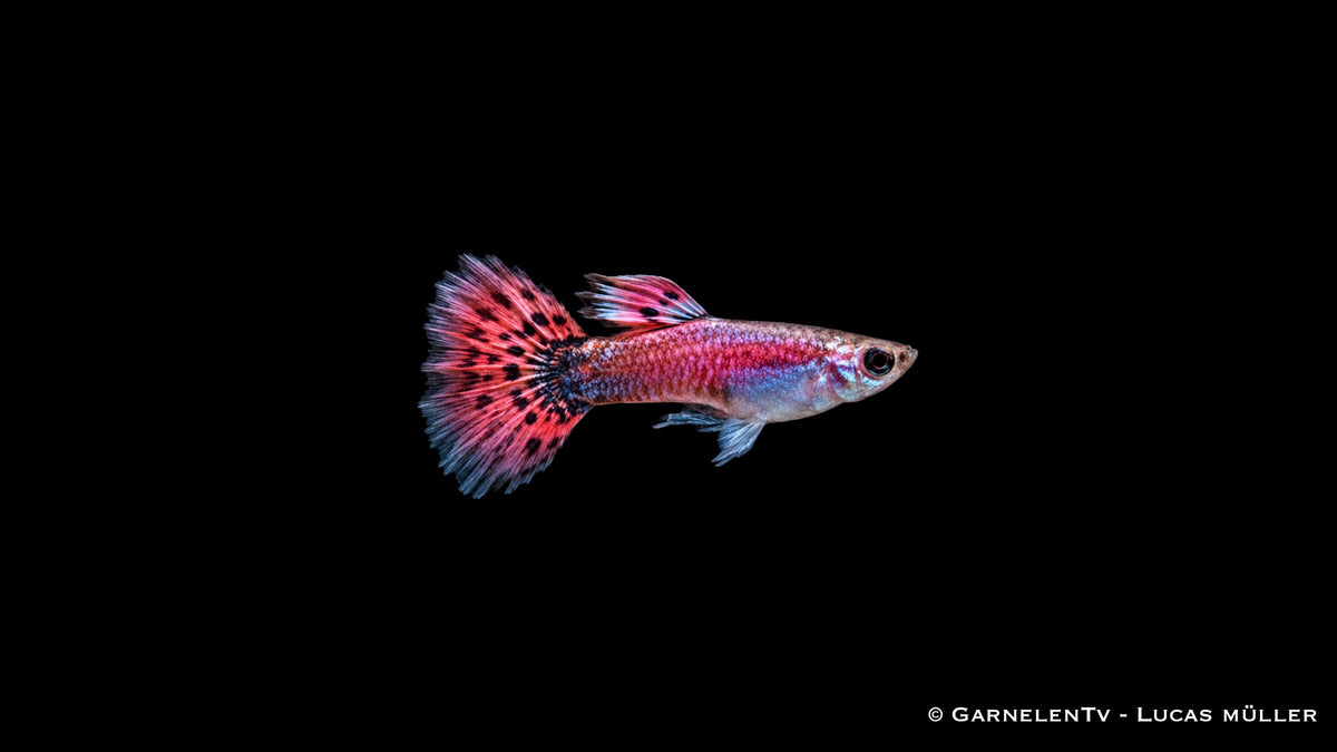 Guppy männlich pink - Poecilia reticulata