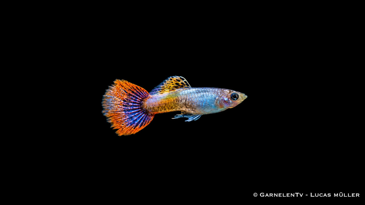 Guppy männlich purple flame  - Poecilia reticulata