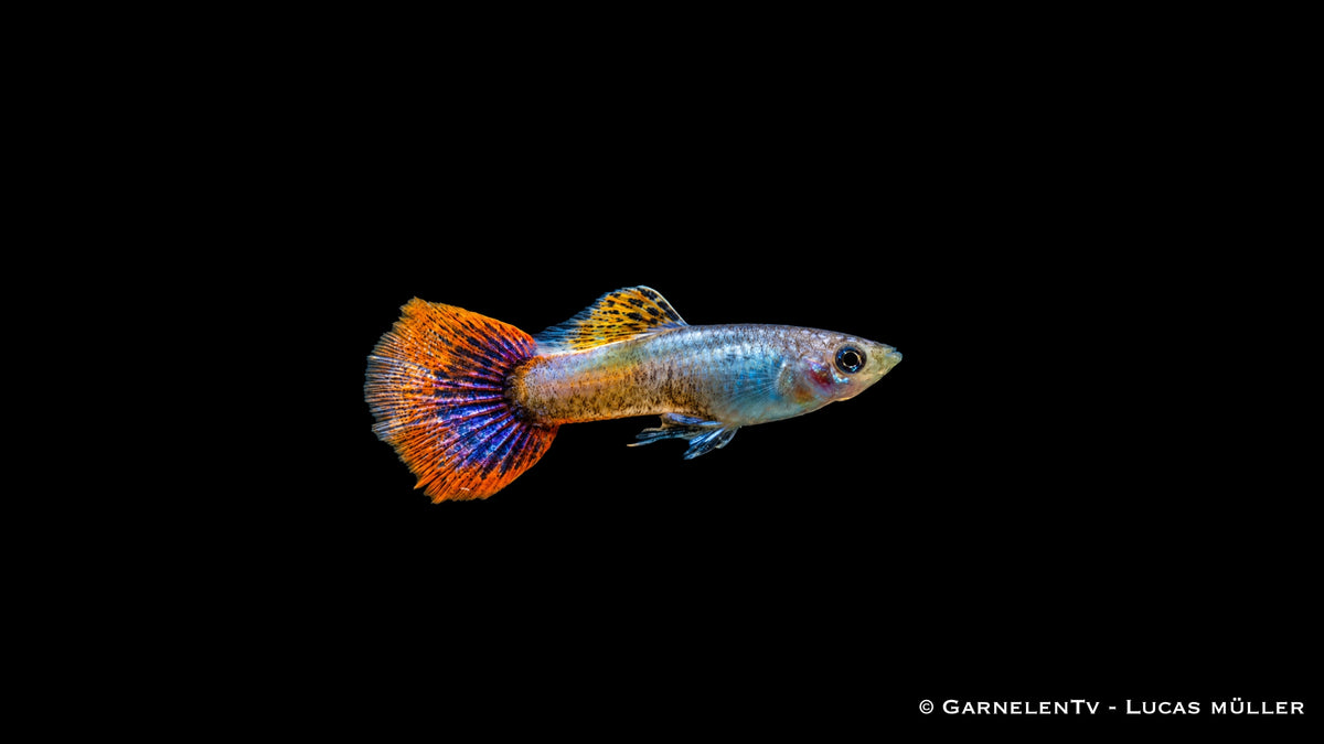 Guppy männlich purple flame  - Poecilia reticulata