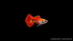 Guppy männlich red blond - Poecilia reticulata