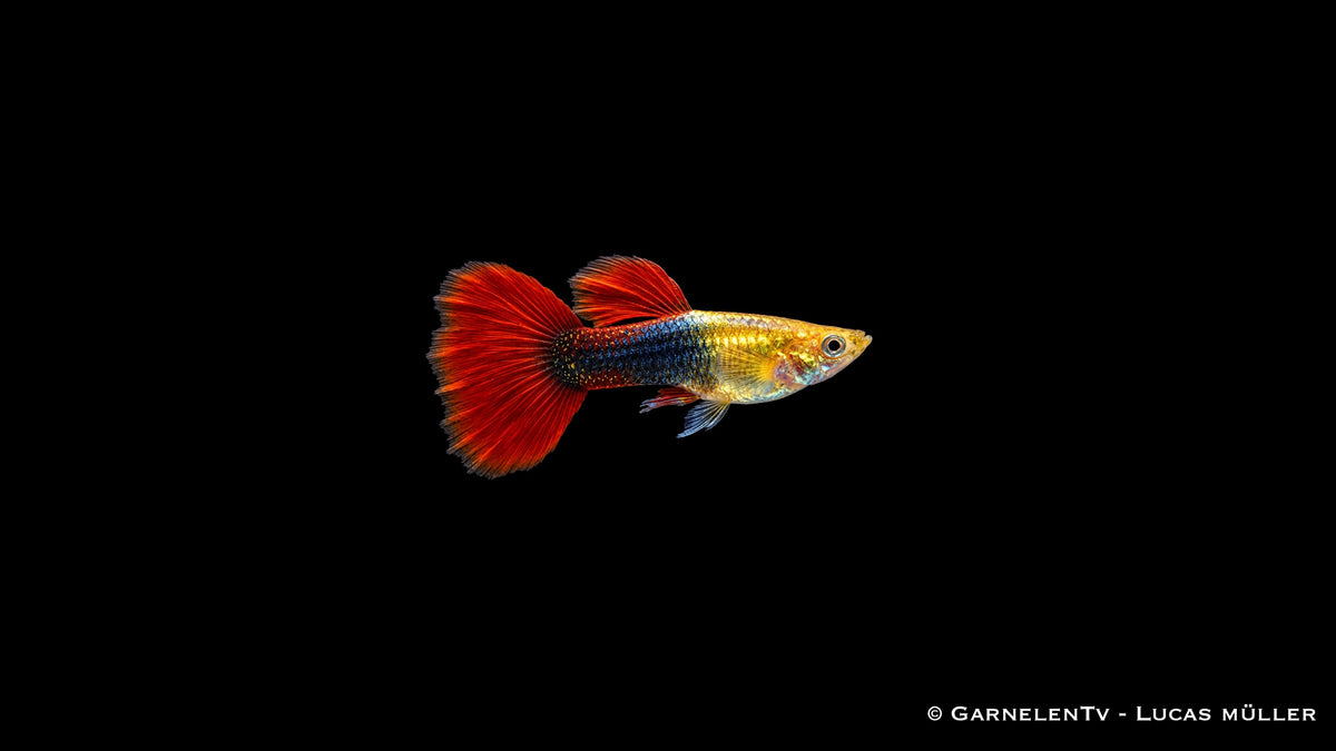Guppy männlich red gold tuxedo - Poecilia reticulata