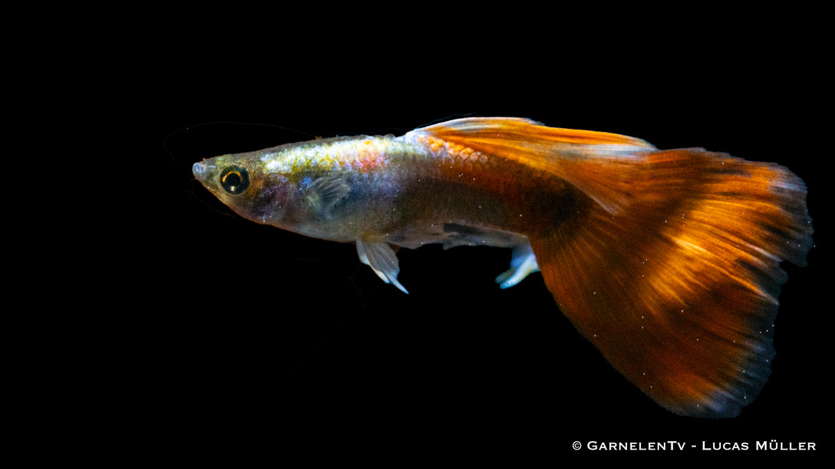 Rot Tuxedo Guppy schwimmt friedlich im Gemeinschaftsaquarium