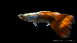 Rot Tuxedo Guppy schwimmt friedlich im Gemeinschaftsaquarium