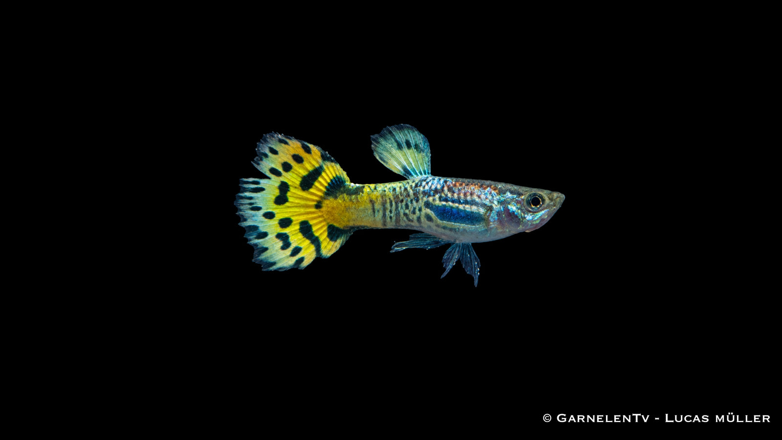 Guppy männlich snakeskin grün - Poecilia reticulata