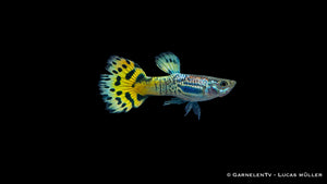 Guppy männlich snakeskin grün - Poecilia reticulata