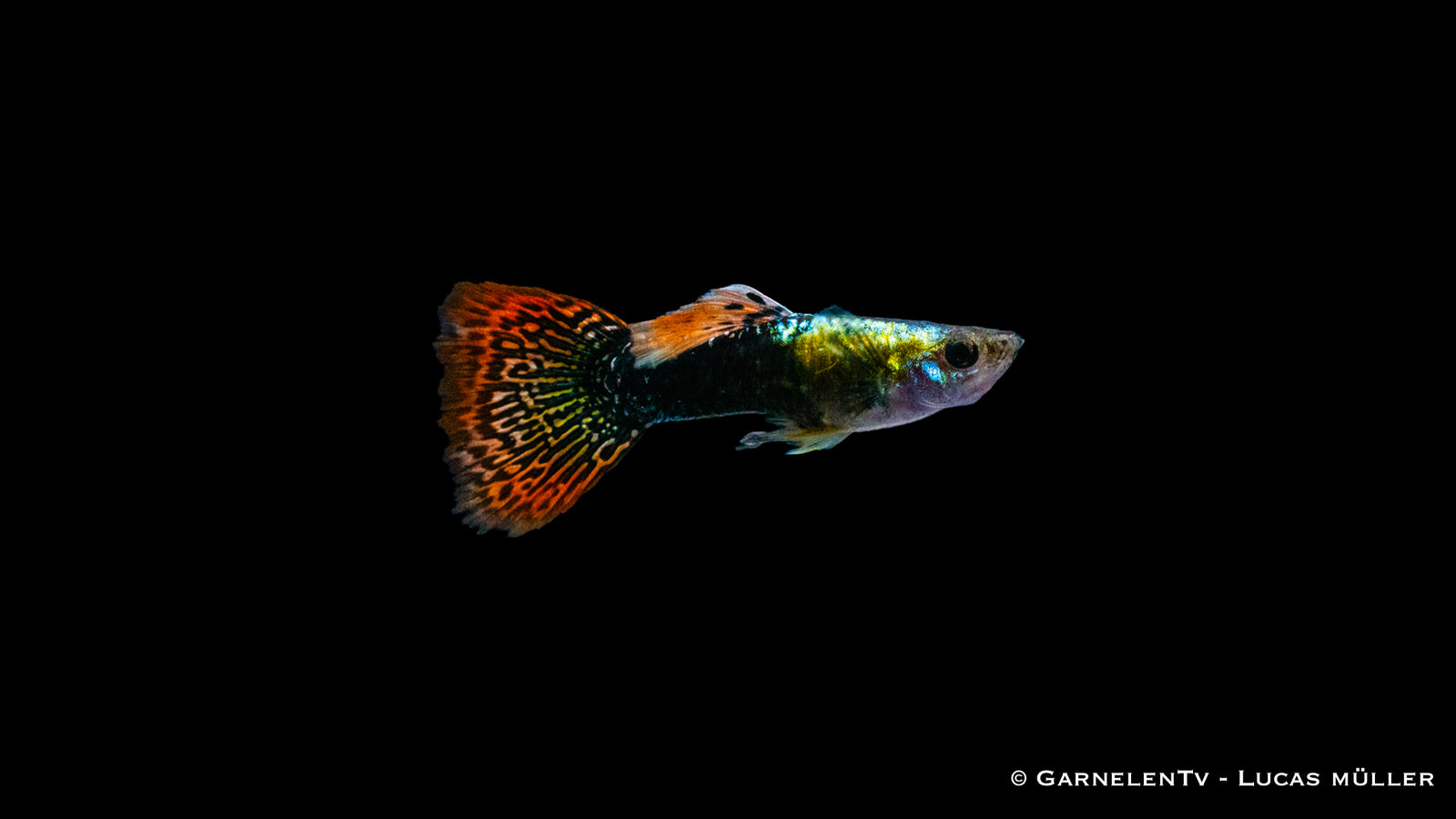 Guppy männlich multicolor im Aquarium
