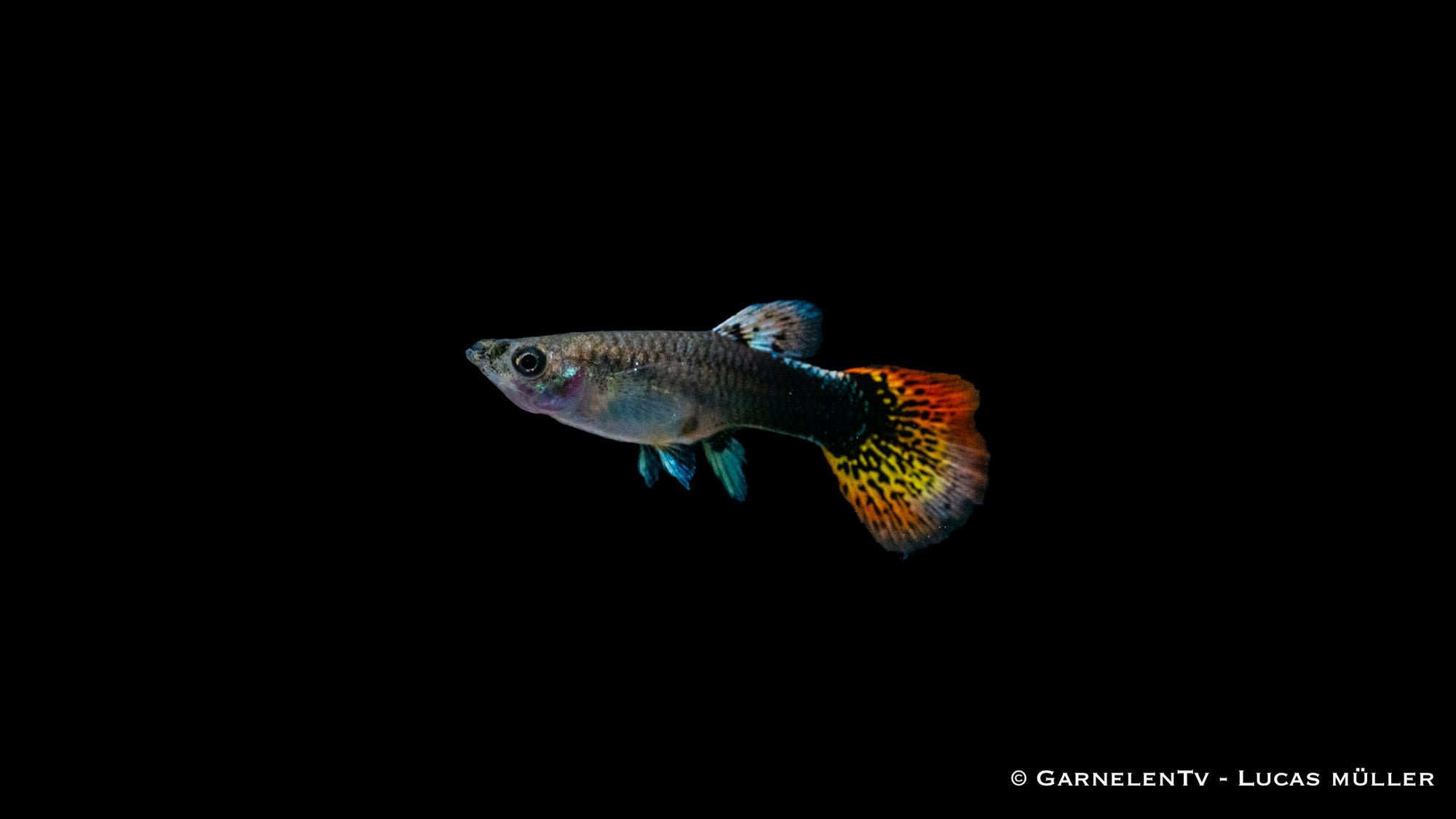 Guppy weiblich multicolor im Aquarium
