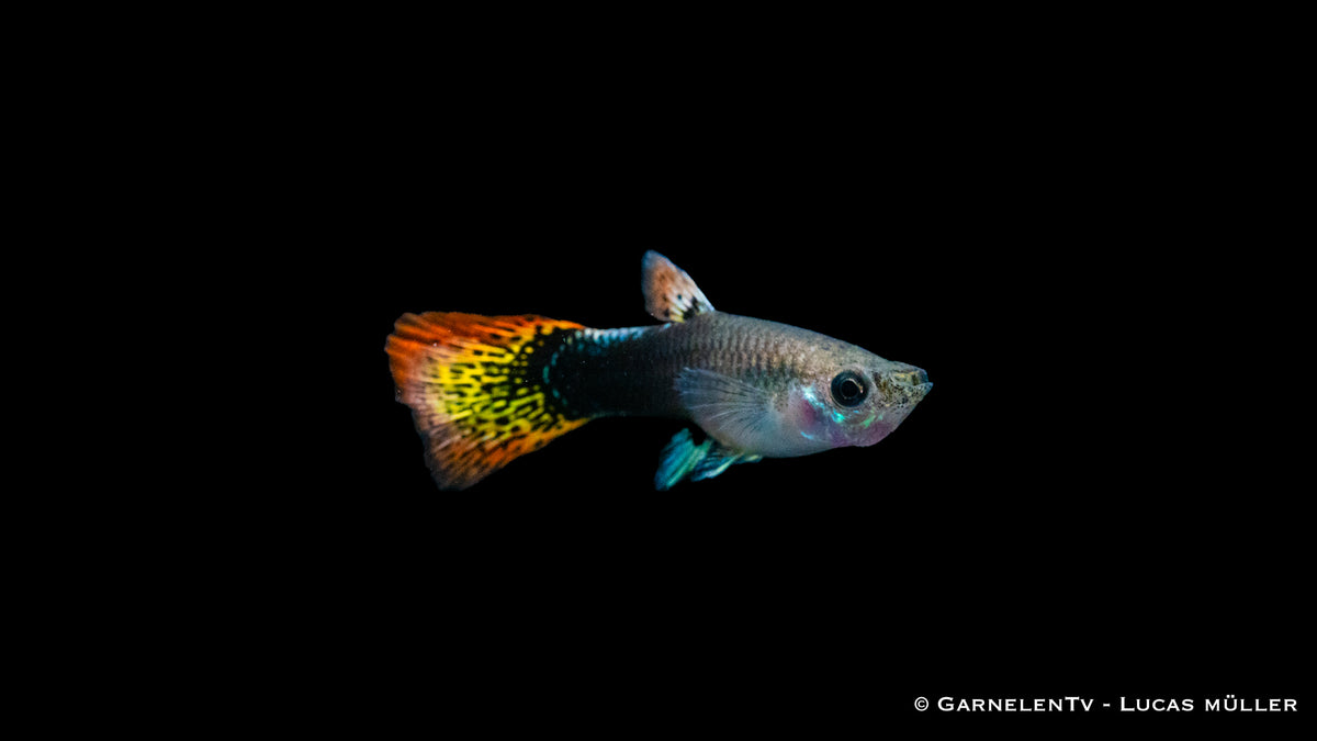Poecilia reticulata Guppy weiblich multicolor