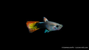 Poecilia reticulata Guppy weiblich multicolor