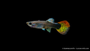 Schwarmfisch Guppy weiblich multicolor in Gruppenhaltung