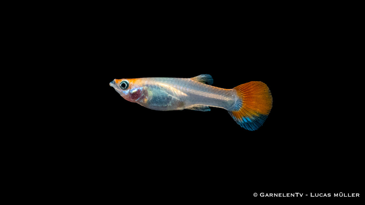 Guppy pink metallic schwimmend