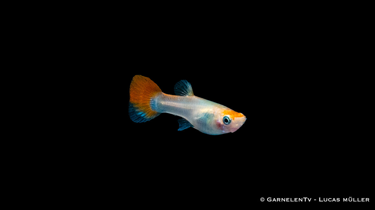 Guppy weiblich pink metallic bei 24-28°C Temperatur
