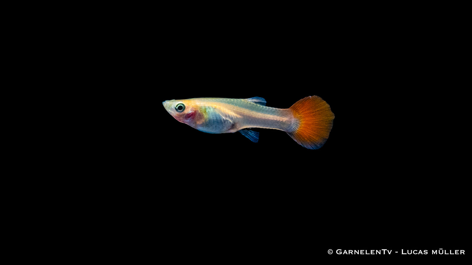 Guppy weiblich pink metallic im Aquarium