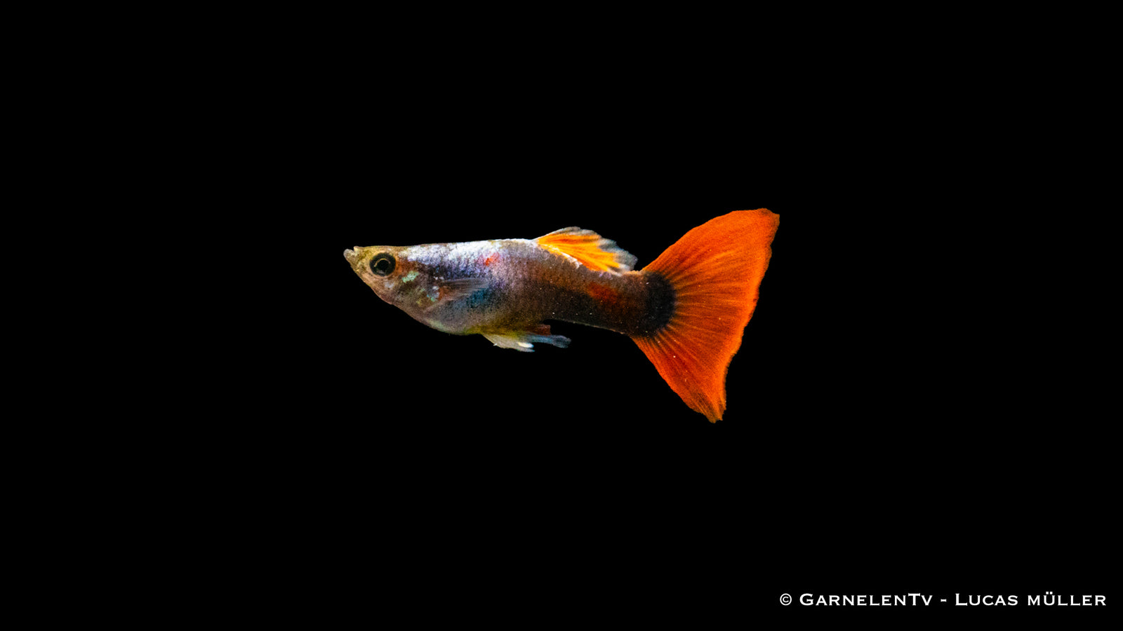 Guppy männlich Rot Tuxedo Nahaufnahme