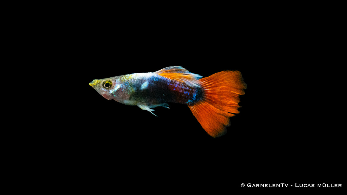 Poecilia reticulata Rot Tuxedo im Aquarium