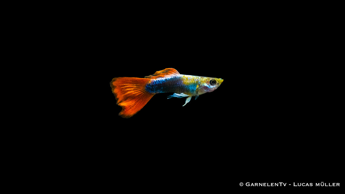 Männlicher Guppy Rot Tuxedo mit Pflanzen