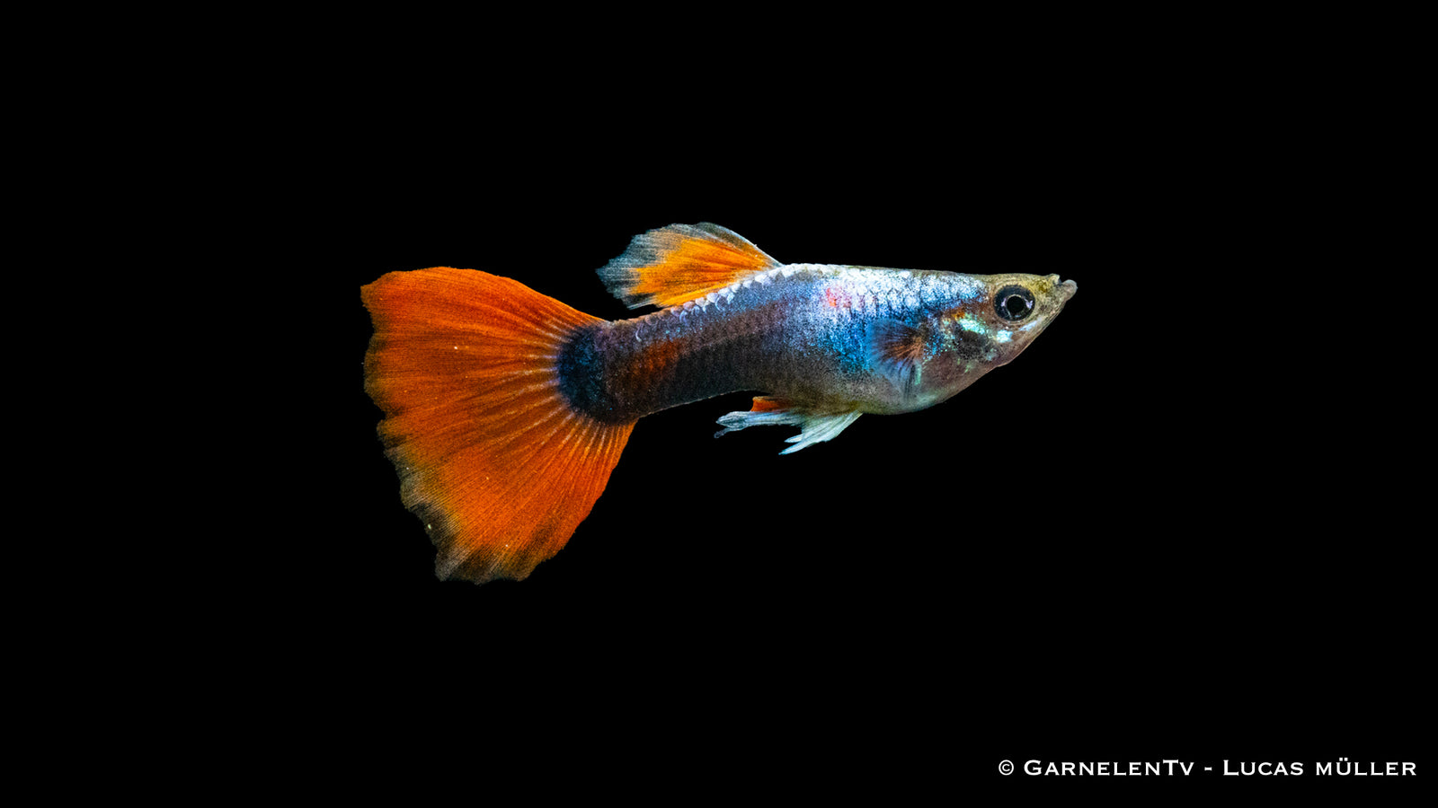 Guppy männlich Rot Tuxedo Nahaufnahme