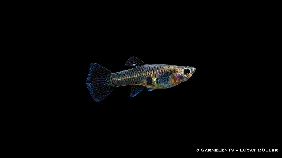 Guppy weiblich Black Metal Lace - Poecilia reticulata