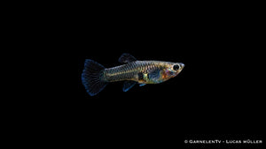 Guppy weiblich Black Metal Lace - Poecilia reticulata