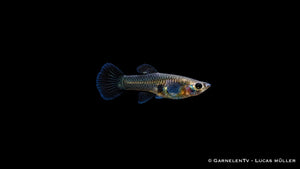 Guppy weiblich Black Metal Lace - Poecilia reticulata